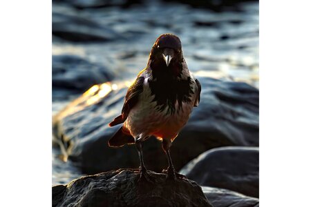 DSC01292 Backlit crow.jpg