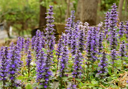 Purple1.jpg