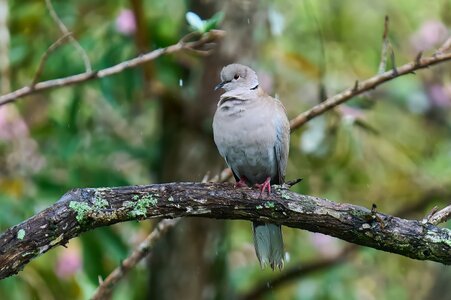 Eurasian Collared-Dove - Brewer Park - 03292026 - 01 - rDN.jpg