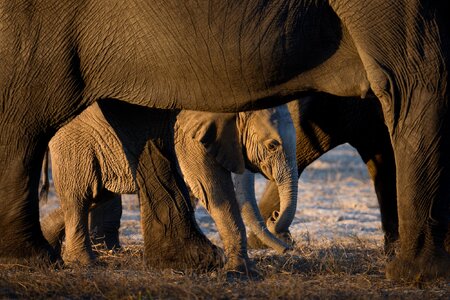 Young Elephant.jpg