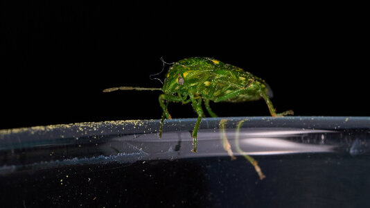 Juniper Stink Bug - Claymont - 04162026 - 02.jpg