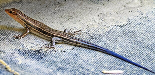 BT Skink.jpg