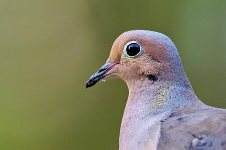 Dove Eye.jpg