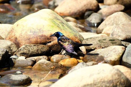 grackle - 1.jpeg