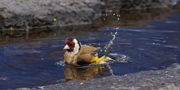 goldfinch 2026_36.jpg