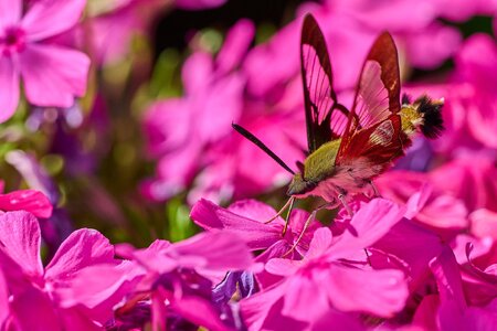 Moth 1 - rDN.jpg