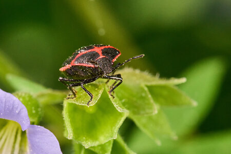 Bug 2 - rDN.jpg