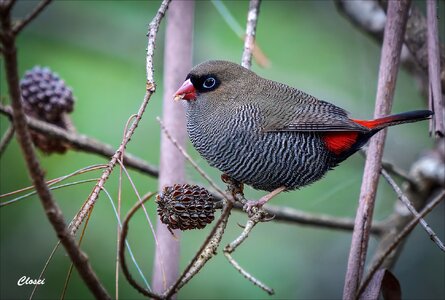 Firetail 6-.jpg