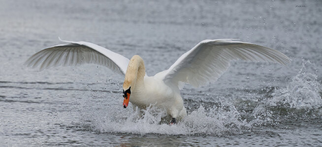 swan 2026_10.jpg