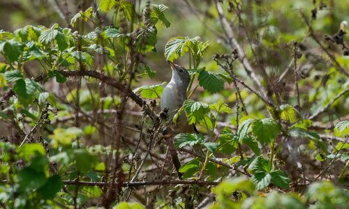 garden warbler 2026.jpg