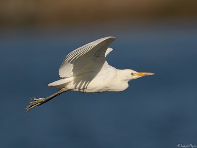 Western Cattle Egret 8860.jpg