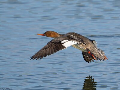 Red-breasted Merganser 9951.jpg