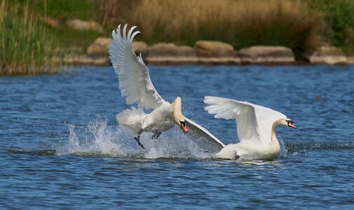 swan 2026_14.jpg