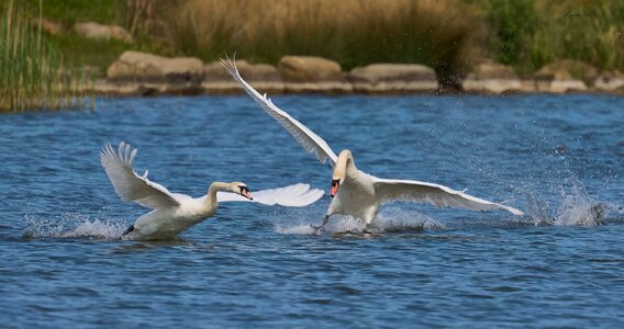 swan 2026_15.jpg