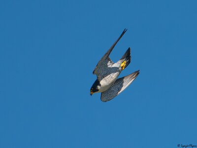 Peregrine Falcon 8221.jpg