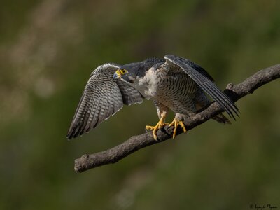 Peregrine Falcon 20141.jpg