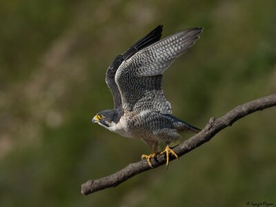 Peregrine Falcon 20143.jpg