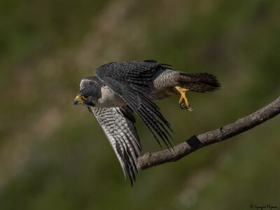 Peregrine Falcon 20146.jpg