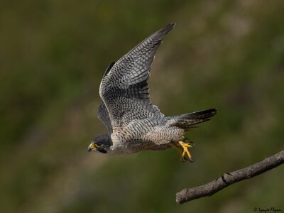 Peregrine Falcon 20147.jpg