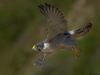 Peregrine Falcon 20148.jpg