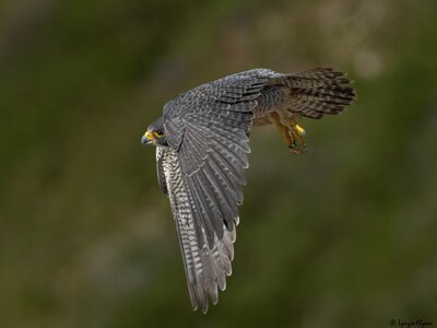 Peregrine Falcon 20149.jpg