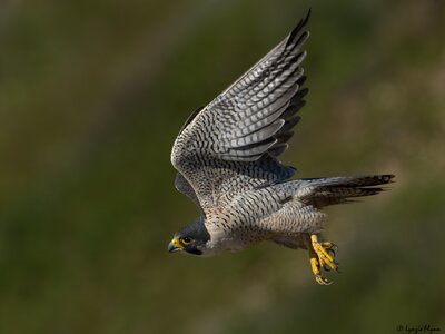 Peregrine Falcon 20150.jpg