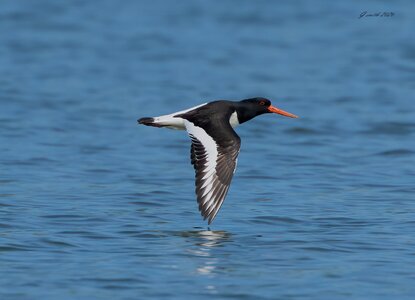 oyster catcher 2026_2.jpg