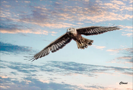 Swamp Harrier.jpg