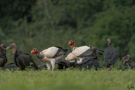 King-Vulture-28612.jpg