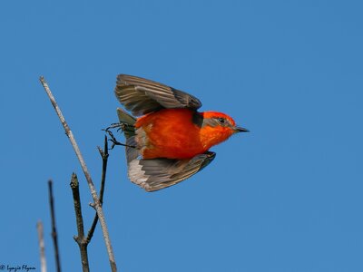 Vermilion Flycatcher 4117951.jpg