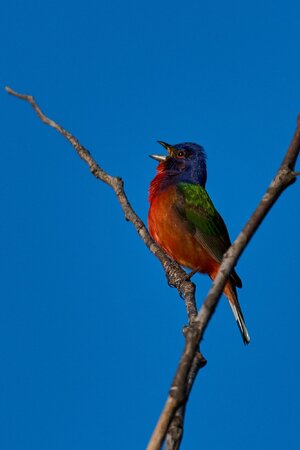 Painted Bunting - Knob Hills Trail - 05032026 - 10 - rDN.jpg