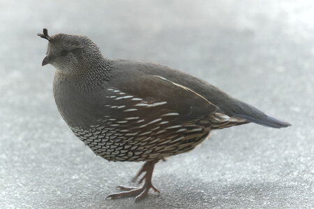Quail Visit.JPG