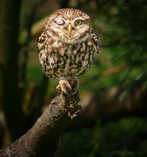 Little Owl-2.jpg