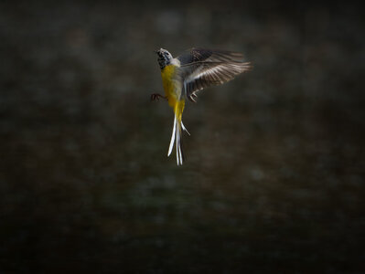 Grey Wagtail.jpg