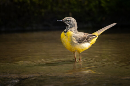 Grey Wagtail-2.jpg