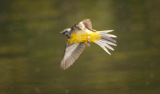 Grey Wagtail-3.jpg