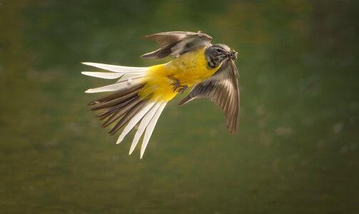 Grey Wagtail-4.jpg