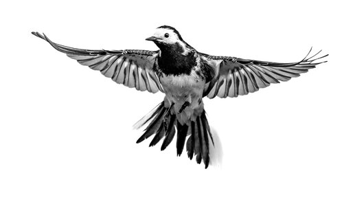 Wagtail.jpg