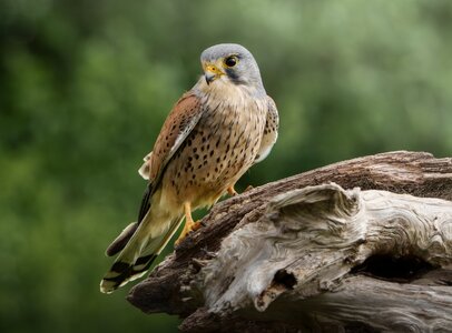 Kestrel ♂.jpg