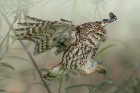 Little Owl-3.jpg