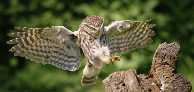 Little Owl-5.jpg