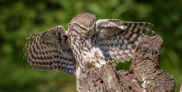 Little Owl-6.jpg