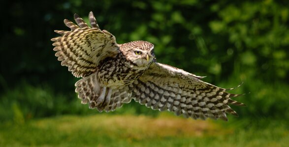 Little Owl-7.jpg