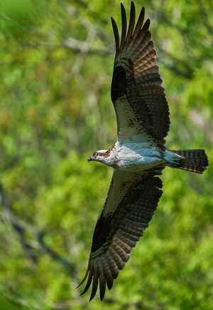 Osprey - BCSP TB - 05102026 - 06 - rDN_1.jpg