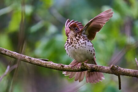 Wood Thrush - BCSP TB - 05102026 - 04 - rDN.jpg