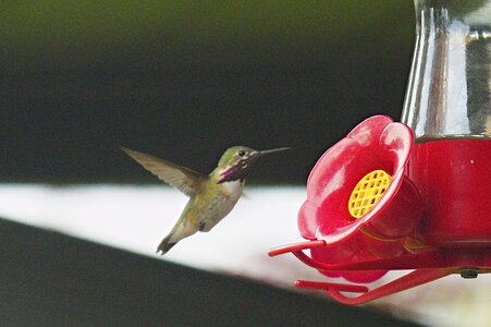 Hummer1.JPG