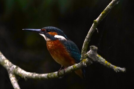 kingfisher 7.JPG