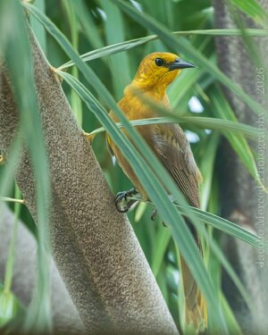for_Insta_small_yellow_bird-1-2-2T-denoise.jpg