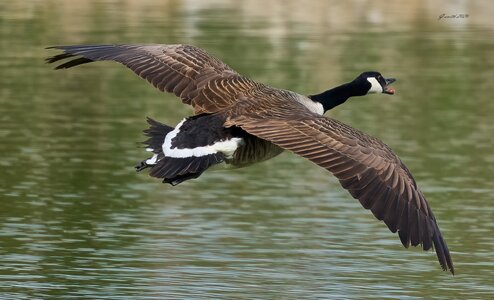 goose 2026_13.jpg