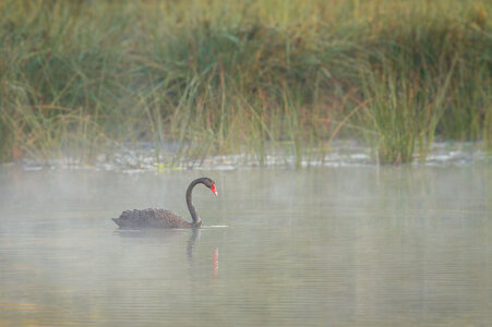 _7RV7699_Black_Swan.jpg